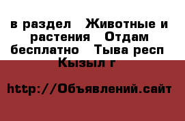  в раздел : Животные и растения » Отдам бесплатно . Тыва респ.,Кызыл г.